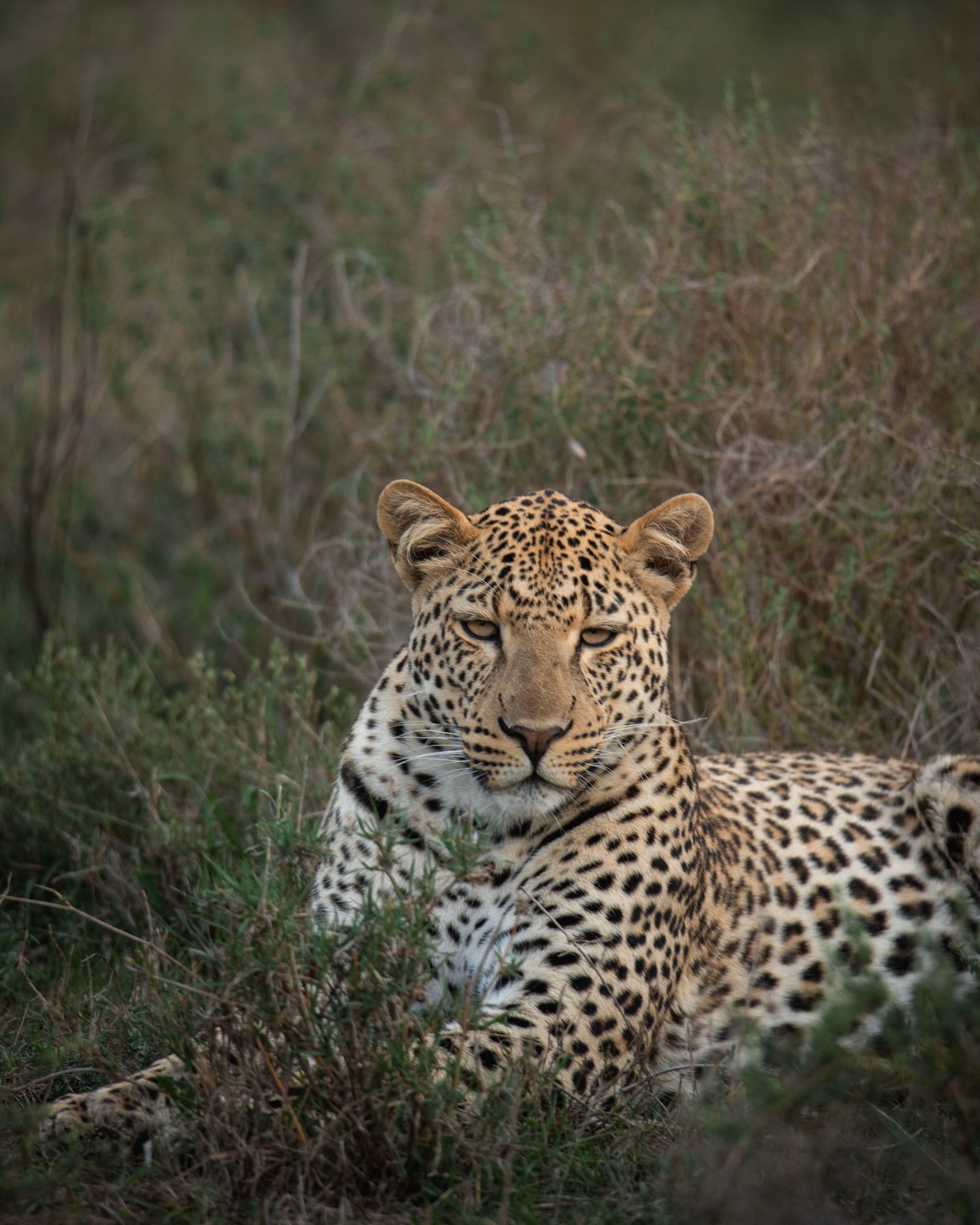 Tanzania Safari Landscape